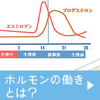 女性ホルモンとは？